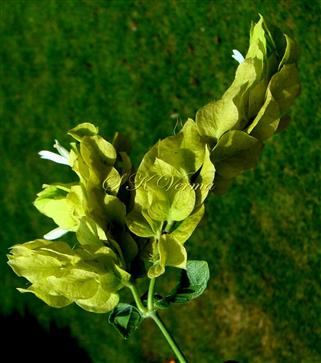  Inflorescence